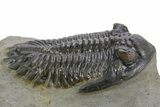 Prone Hollardops Trilobite Fossil - Orange Eye Facets #359503-2